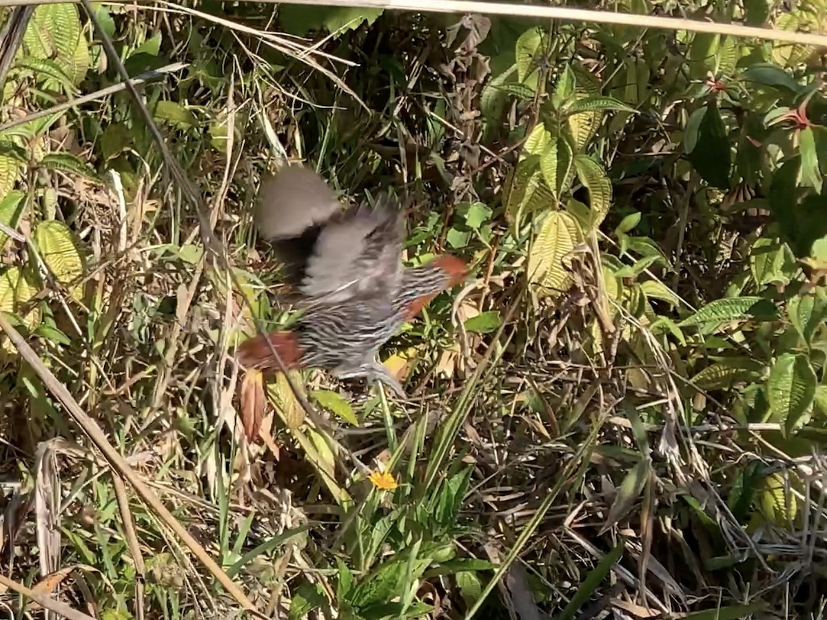 Madagascar Flufftail - ML626421884
