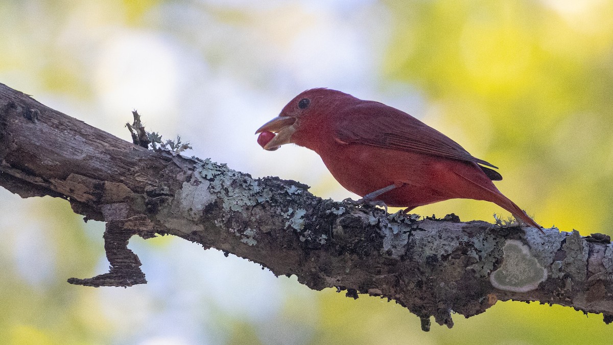 Summer Tanager - ML626421966