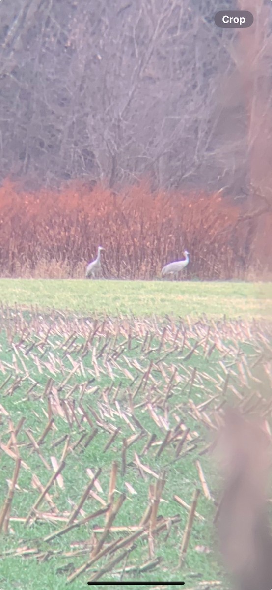 Sandhill Crane - ML626422312