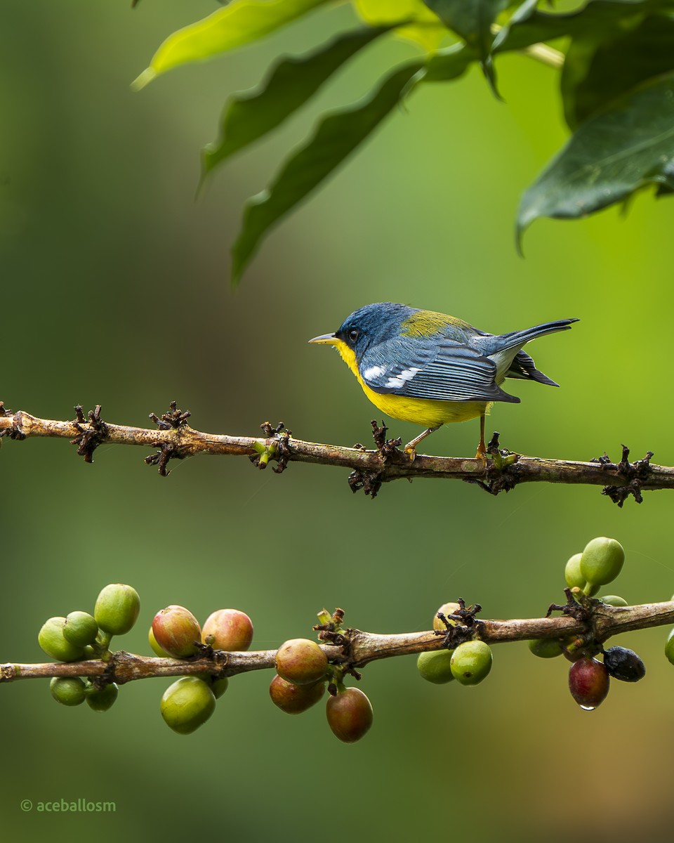 Tropikal Parula - ML626422384