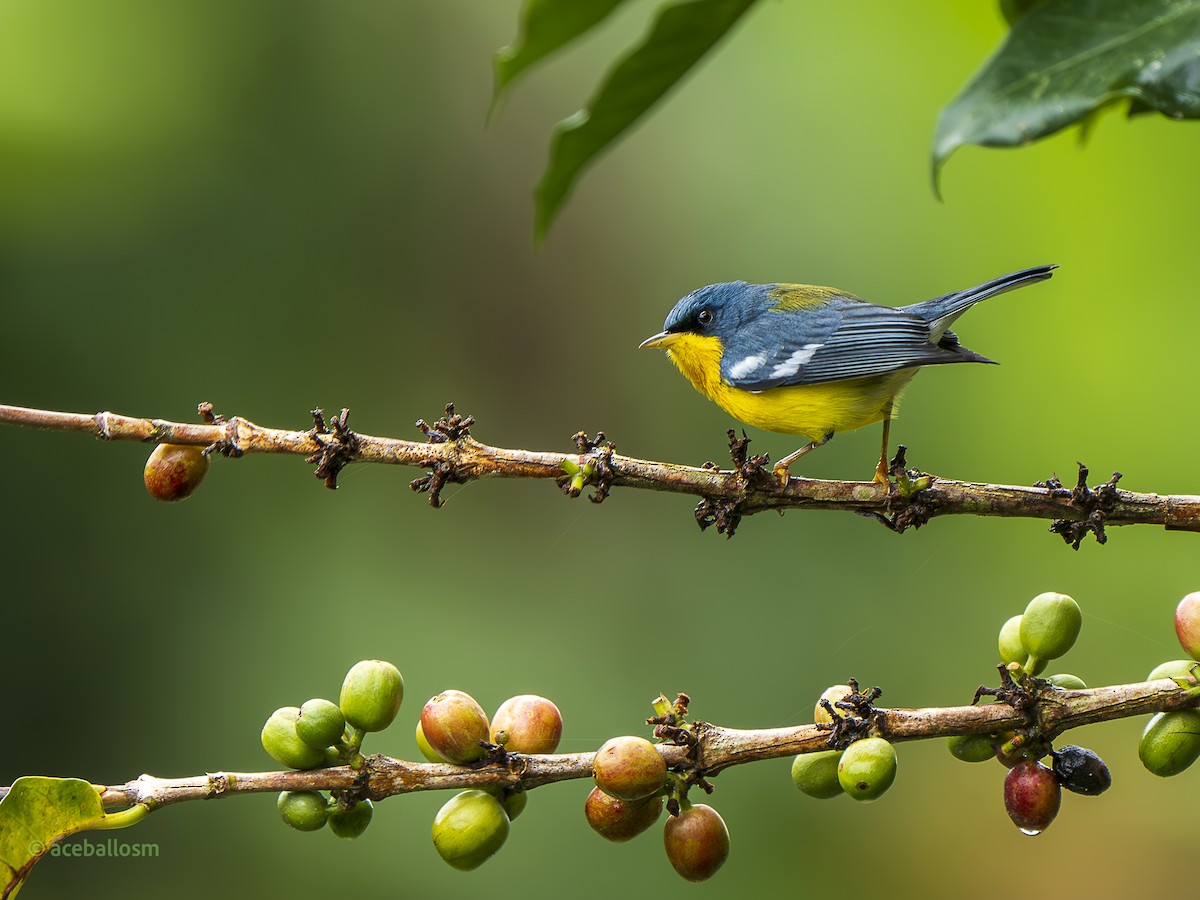 Tropikal Parula - ML626422408