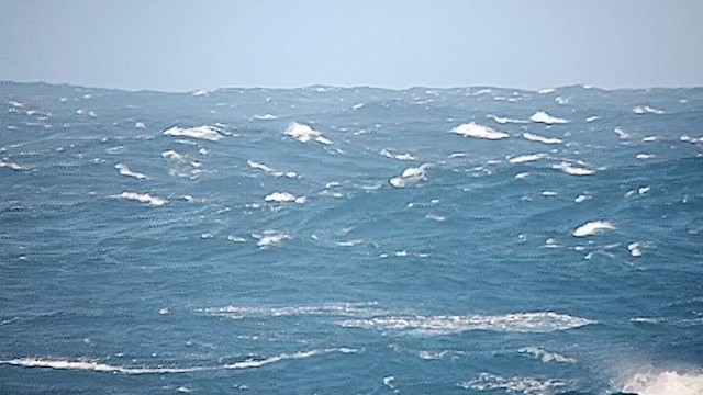 Short-tailed Shearwater - ML626422497