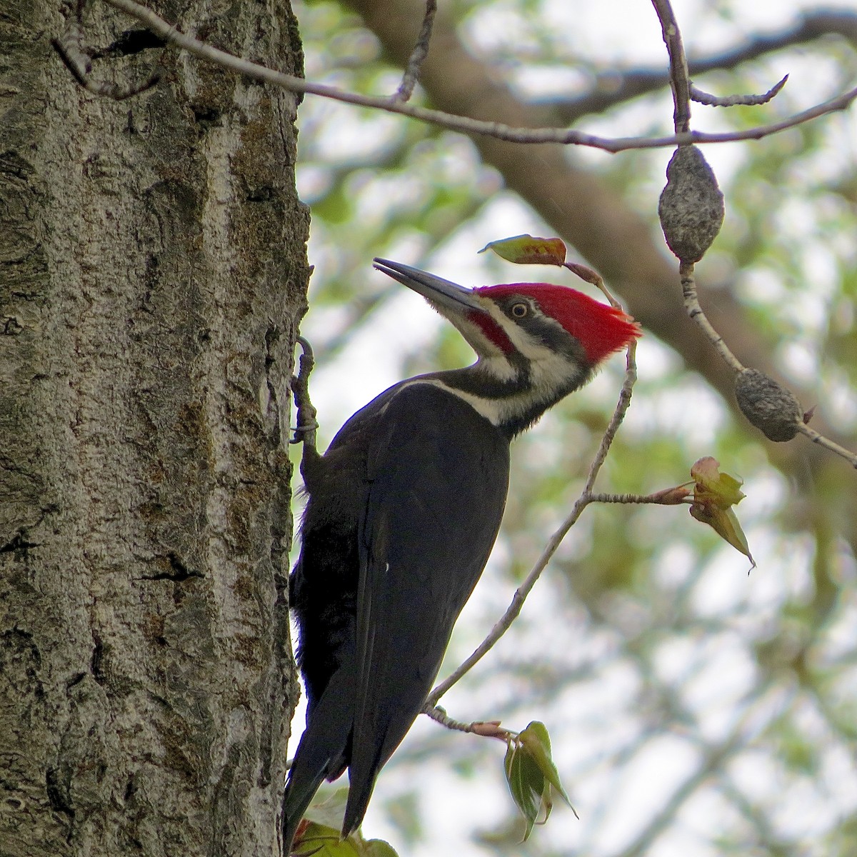 Pileated Woodpecker - Nick Ramsey