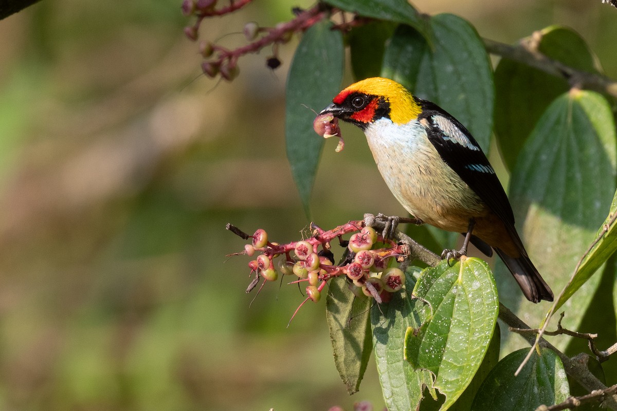 Flame-faced Tanager - ML626422614