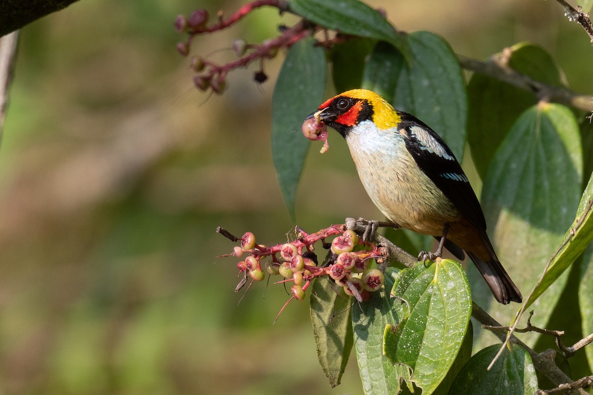 Flame-faced Tanager - ML626422615