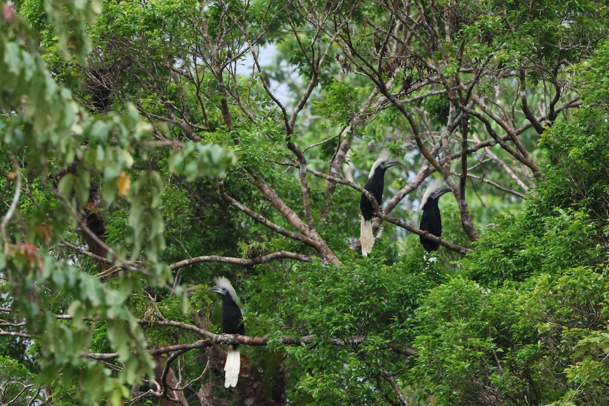 Cálao Cabeciblanco - ML626422618