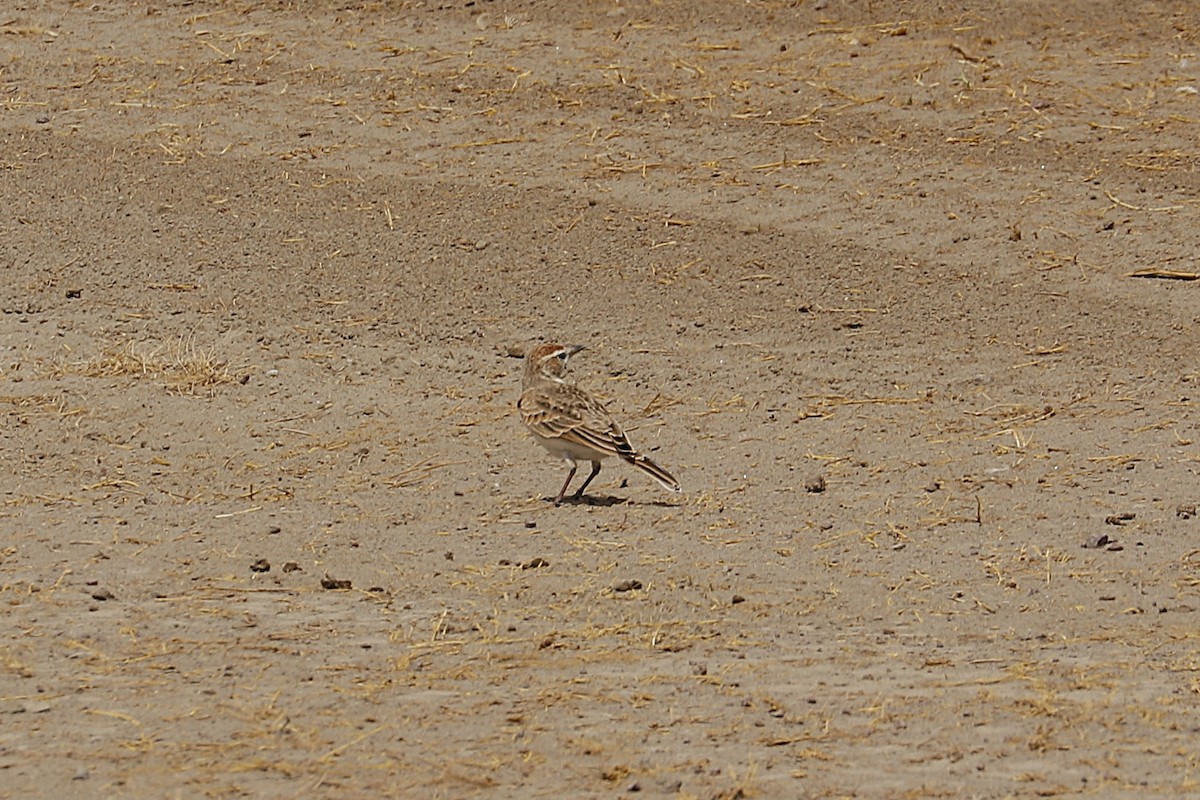 Red-capped Lark - ML626422653