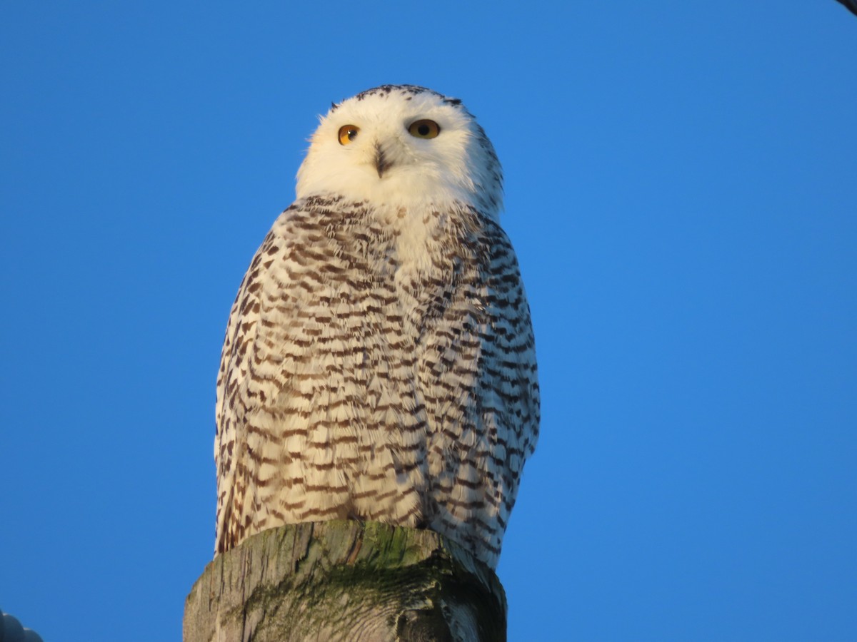 Snowy Owl - ML626422672