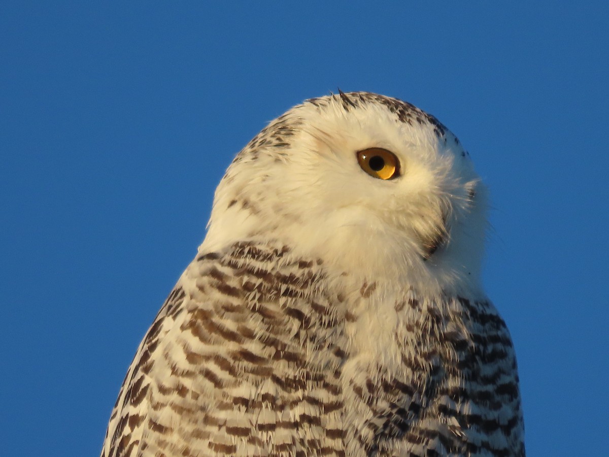 Snowy Owl - ML626422684