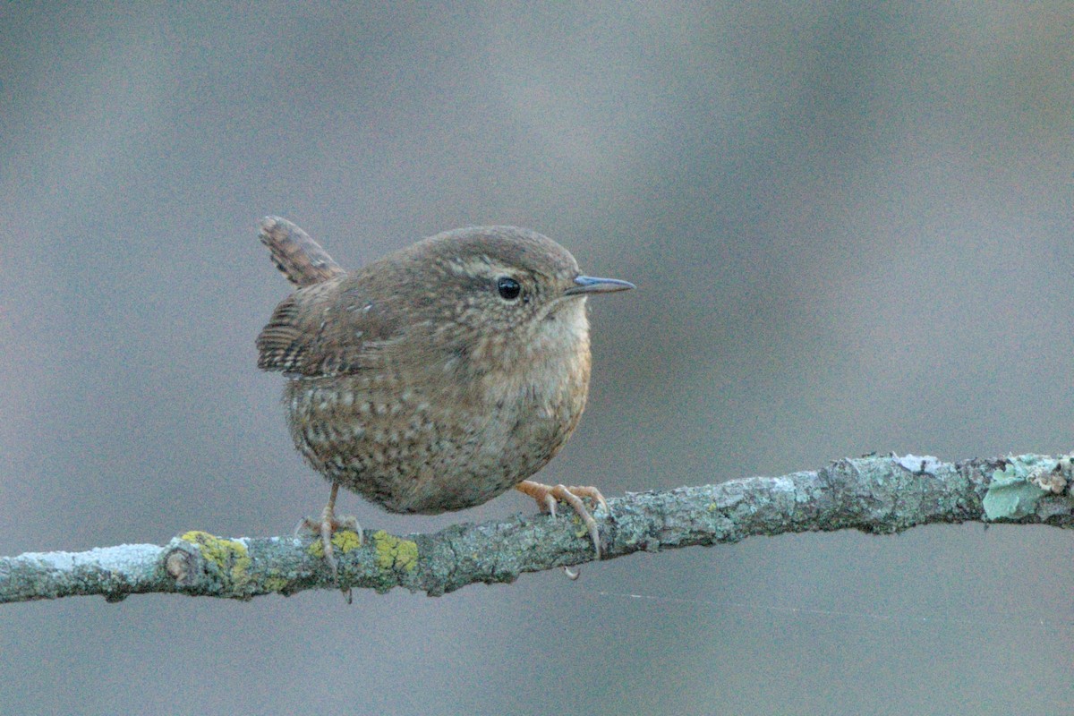 Pacific/Winter Wren - ML626422697