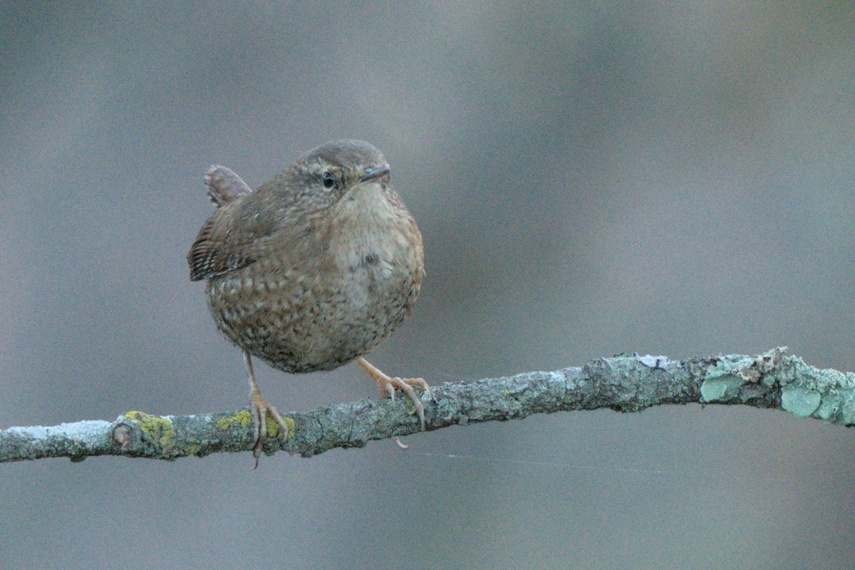 Pacific/Winter Wren - ML626422698