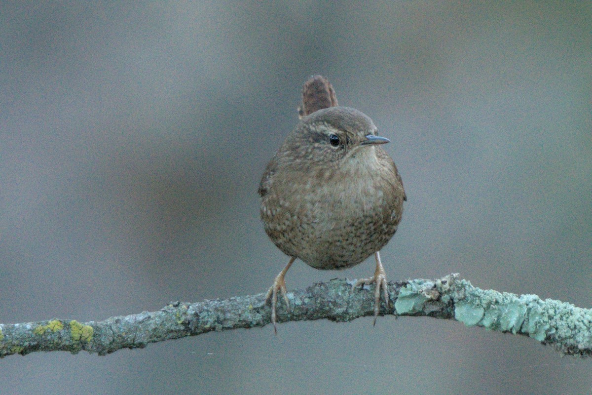 Pacific/Winter Wren - ML626422700