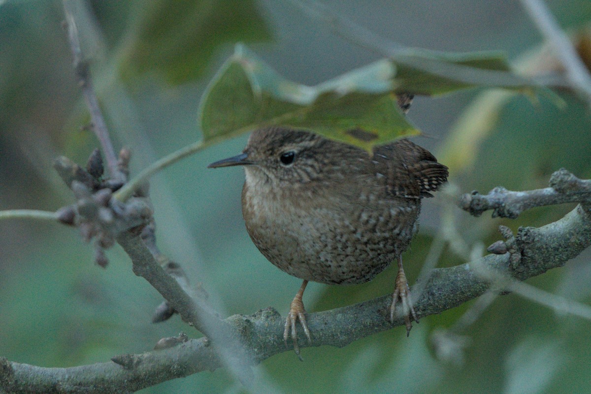 Pacific/Winter Wren - ML626422702
