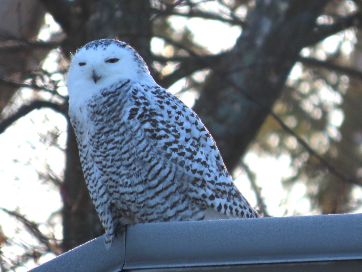 Snowy Owl - ML626422704