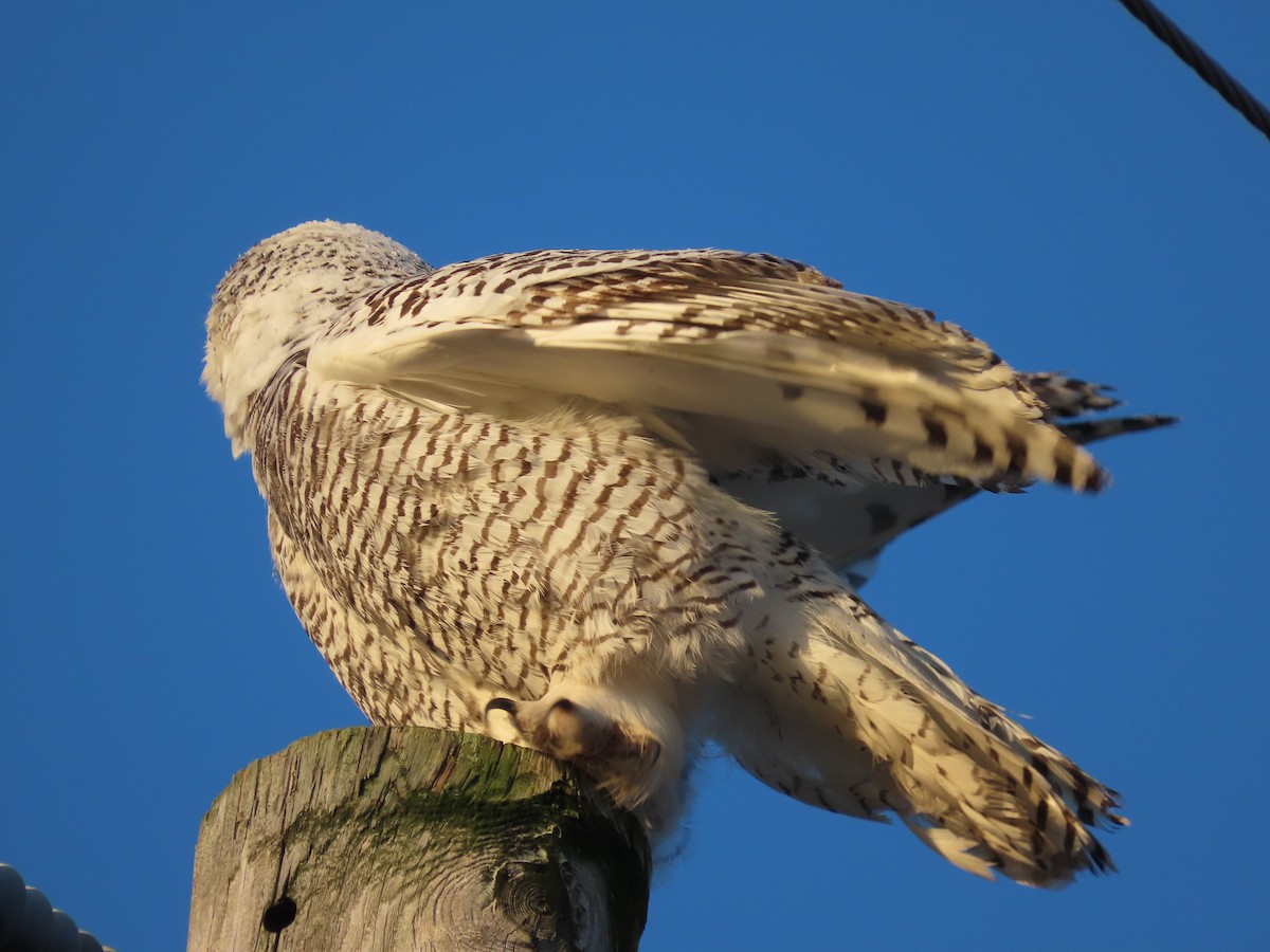 Snowy Owl - ML626422715