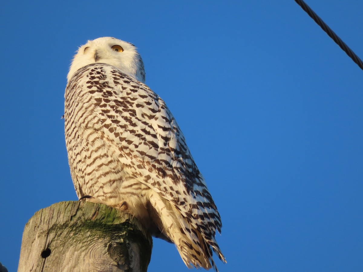 Snowy Owl - ML626422717