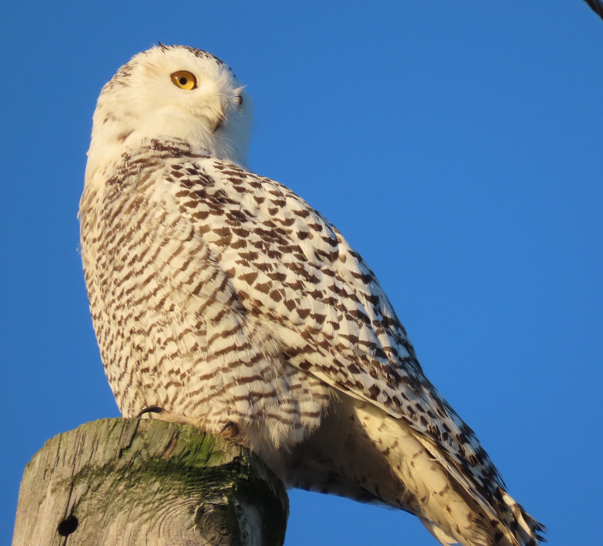 Snowy Owl - ML626422722