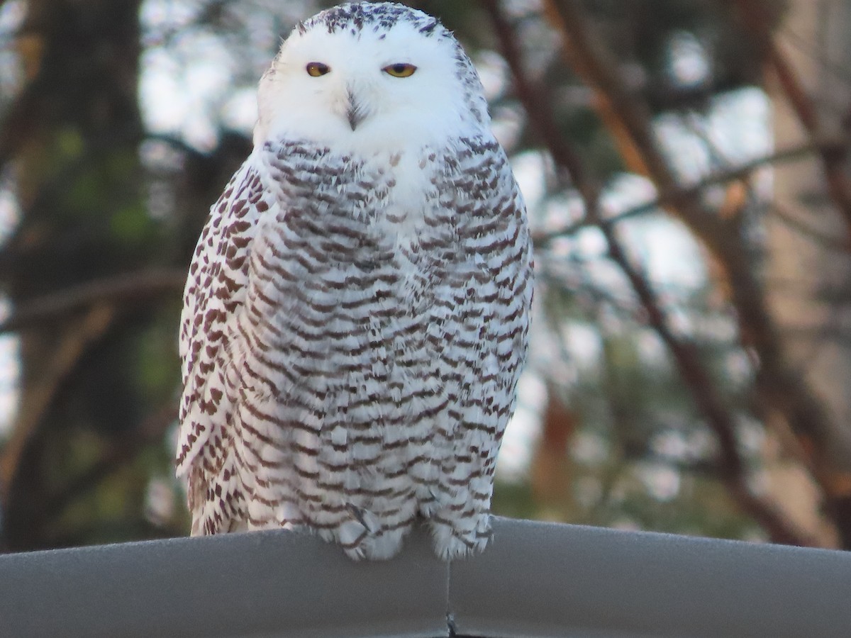 Snowy Owl - ML626422724