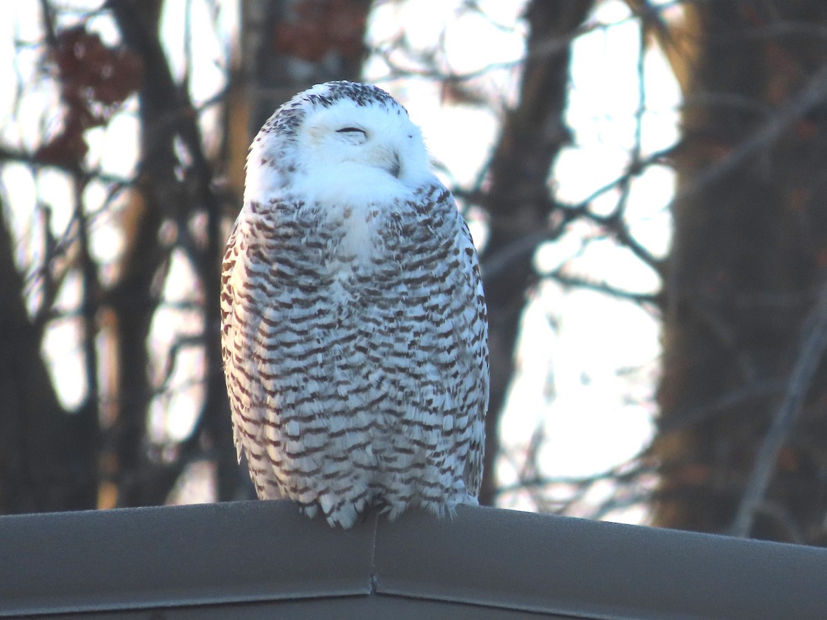 Snowy Owl - ML626422728