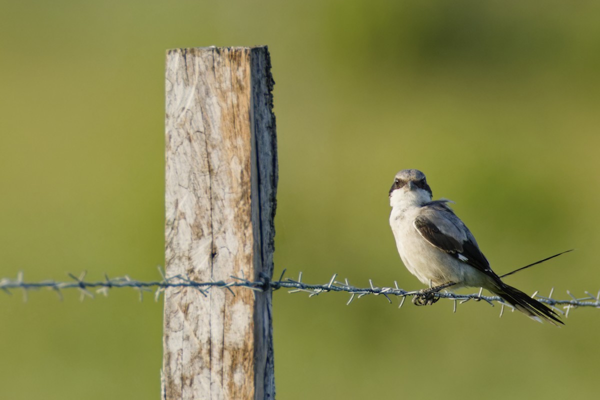 Loggerhead Shrike - ML626422752