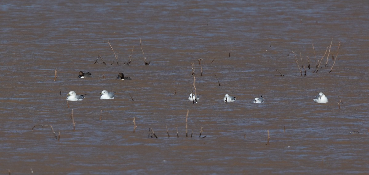 Bonaparte's Gull - ML626422821