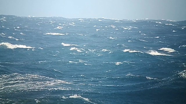 Pétrel à col blanc - ML626422867