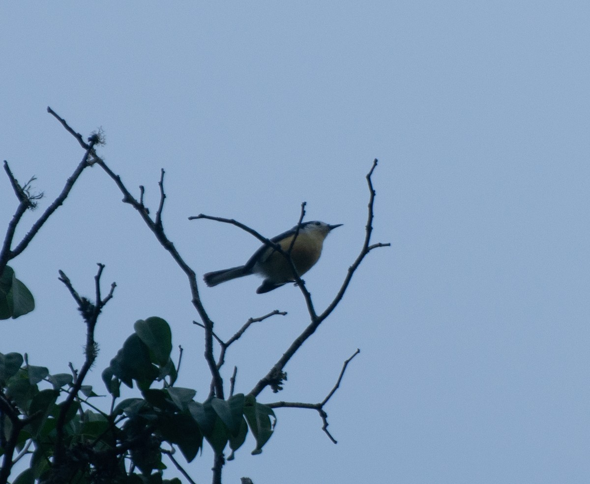 Creamy-bellied Gnatcatcher - ML626422928