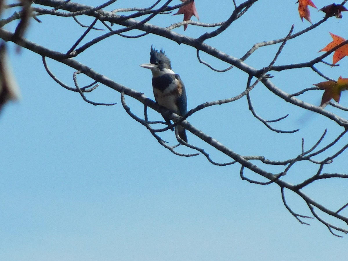 Belted Kingfisher - ML626422974