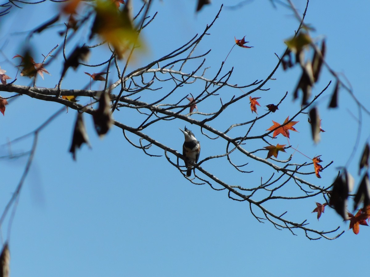 Belted Kingfisher - ML626422975