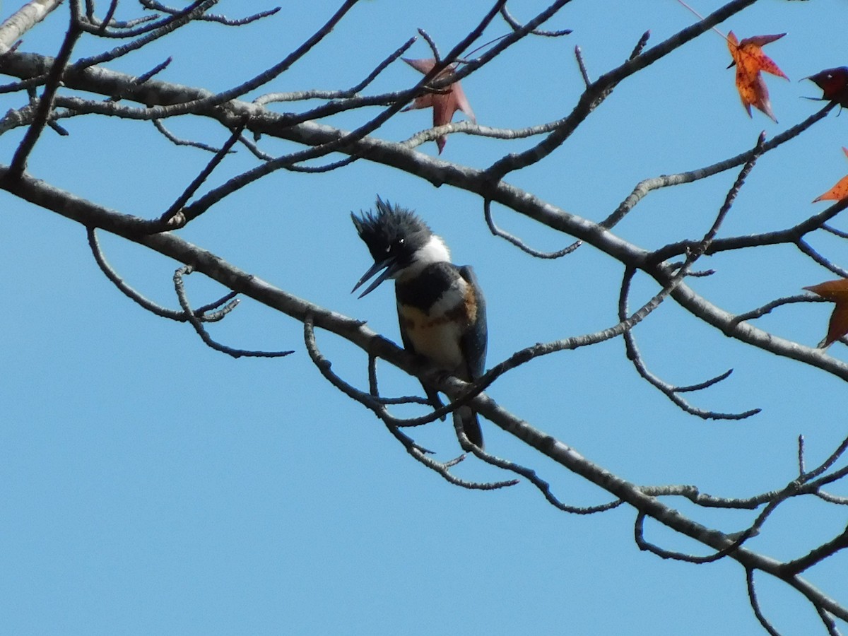 Belted Kingfisher - ML626422977