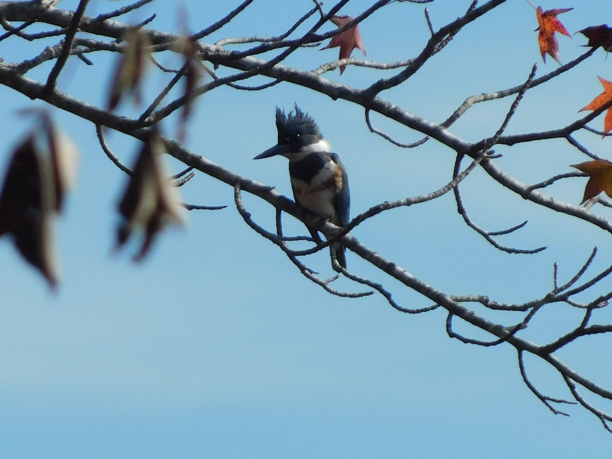 Belted Kingfisher - ML626422978