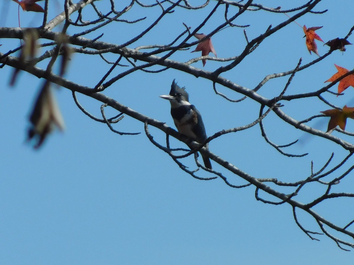 Belted Kingfisher - ML626422979