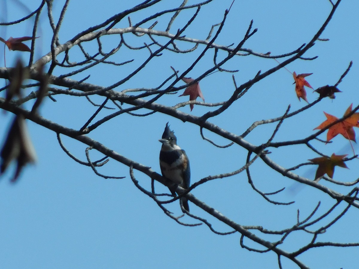 Belted Kingfisher - ML626422980