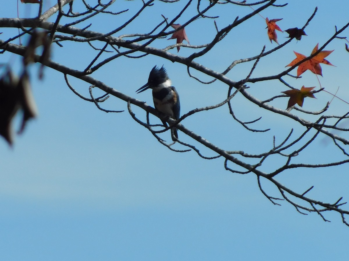 Belted Kingfisher - ML626422981