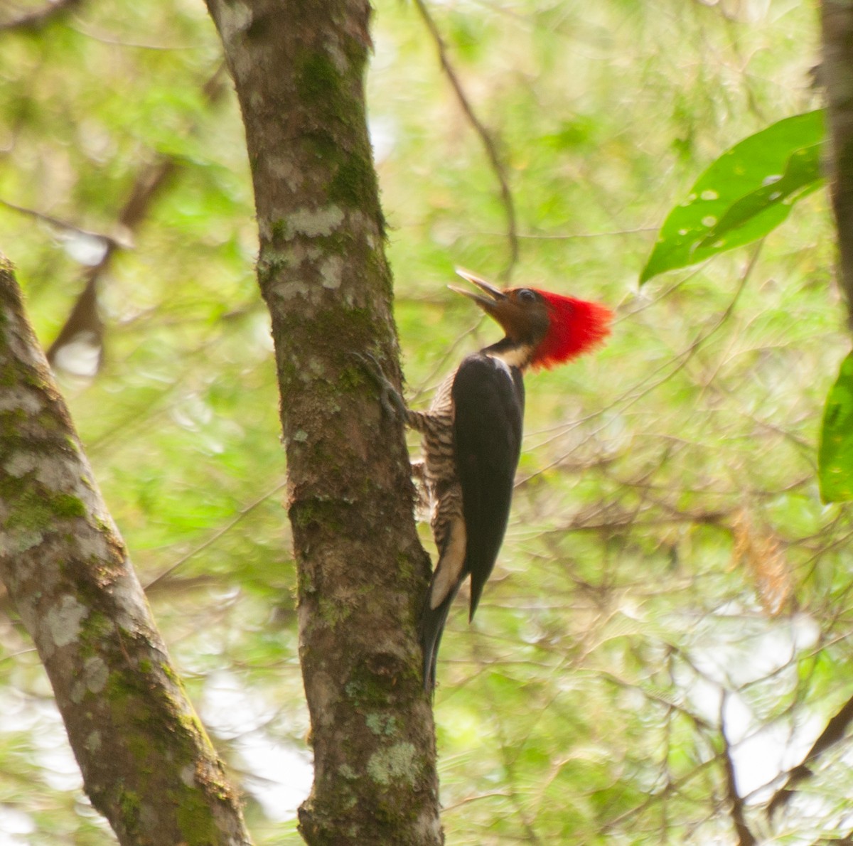 Helmeted Woodpecker - ML626422985