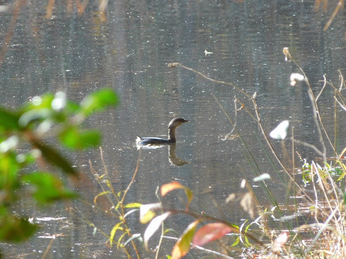 Pied-billed Grebe - ML626422986