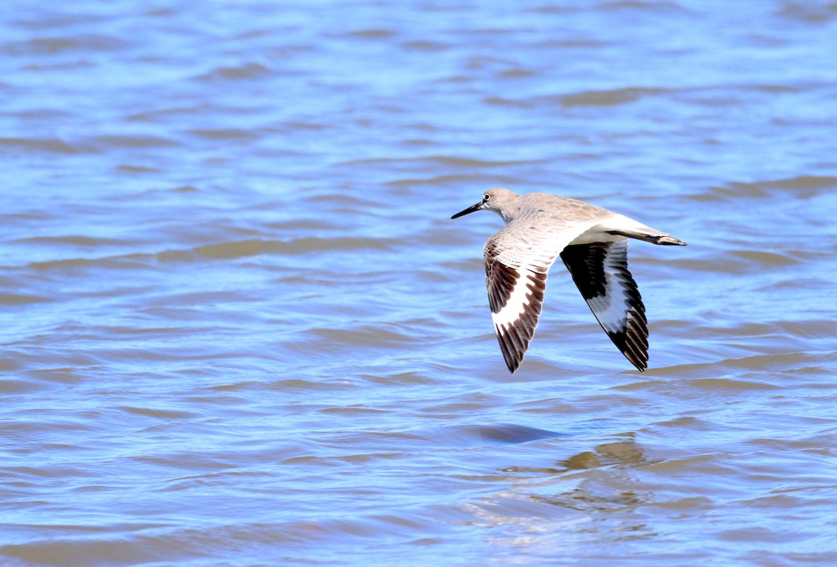 Willet - ML626422992