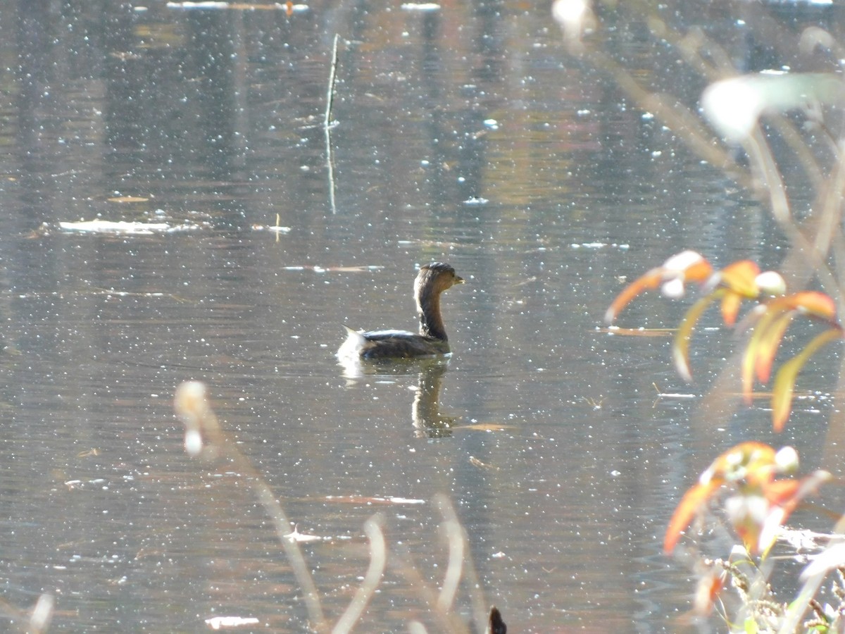 Pied-billed Grebe - ML626422994