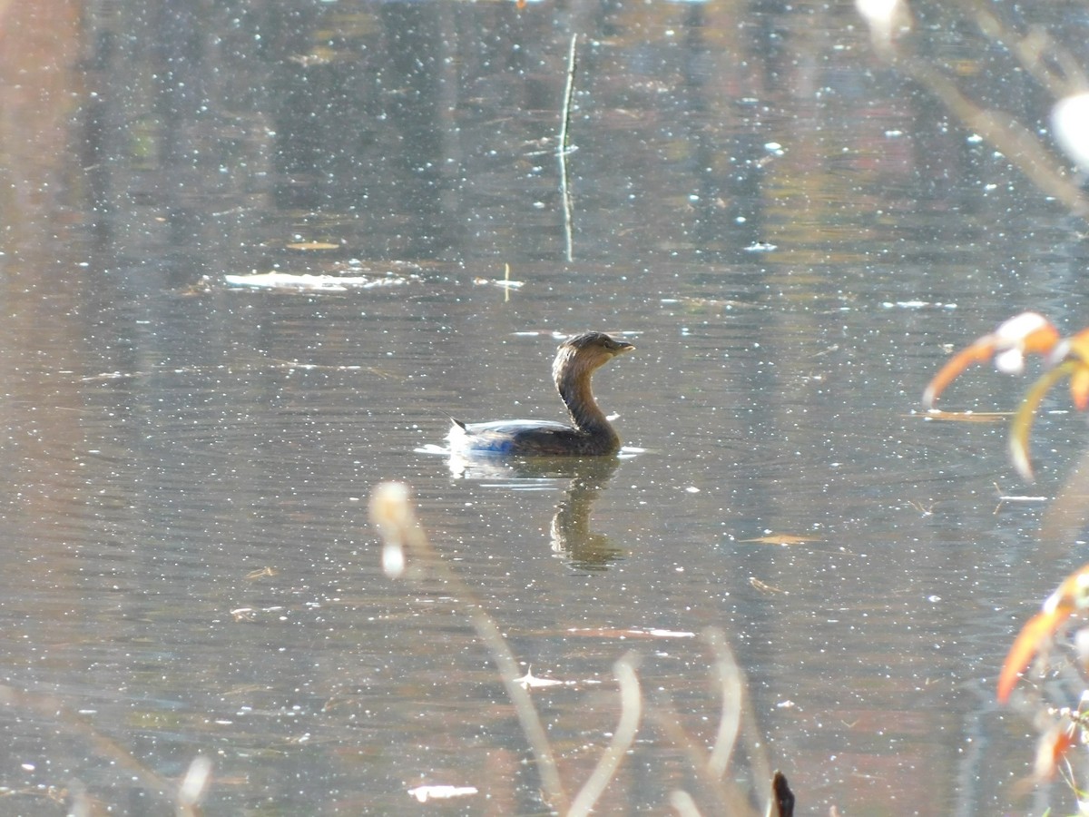 Pied-billed Grebe - ML626422997