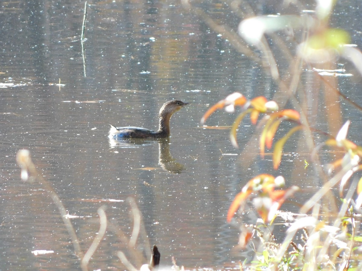 Pied-billed Grebe - ML626422998