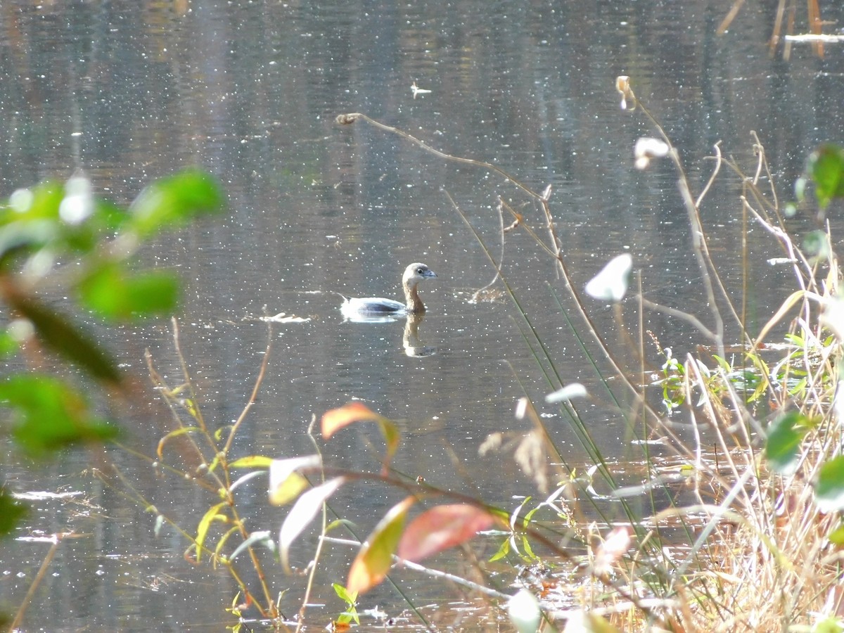 Pied-billed Grebe - ML626422999