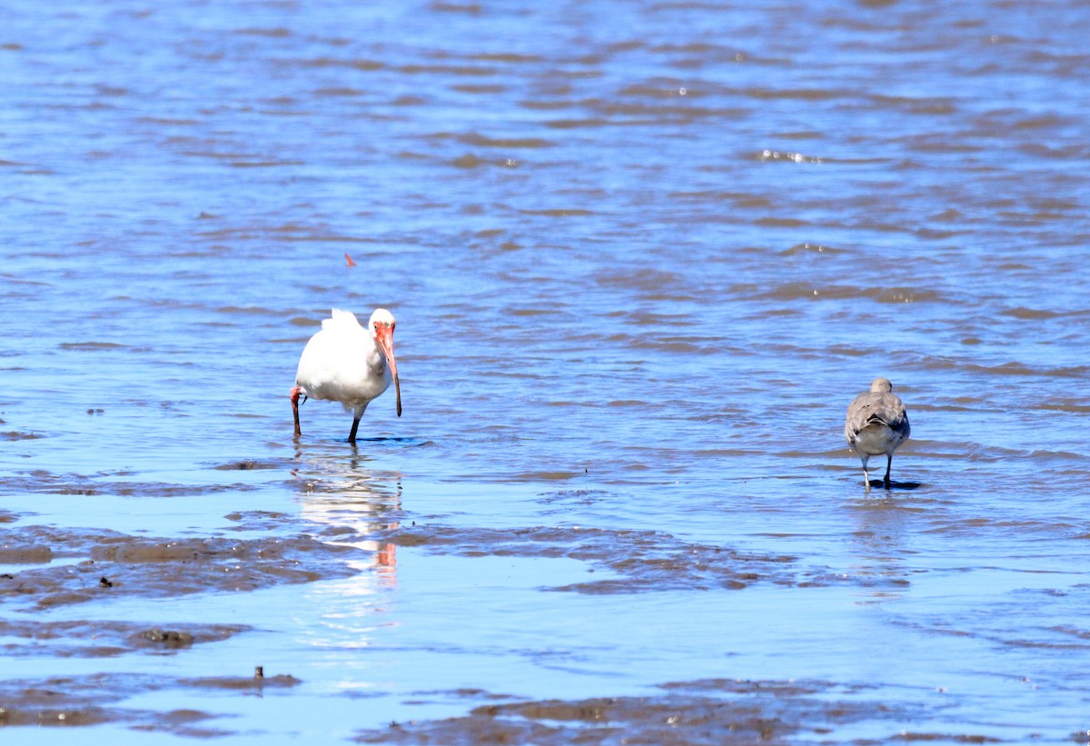 White Ibis - ML626423006