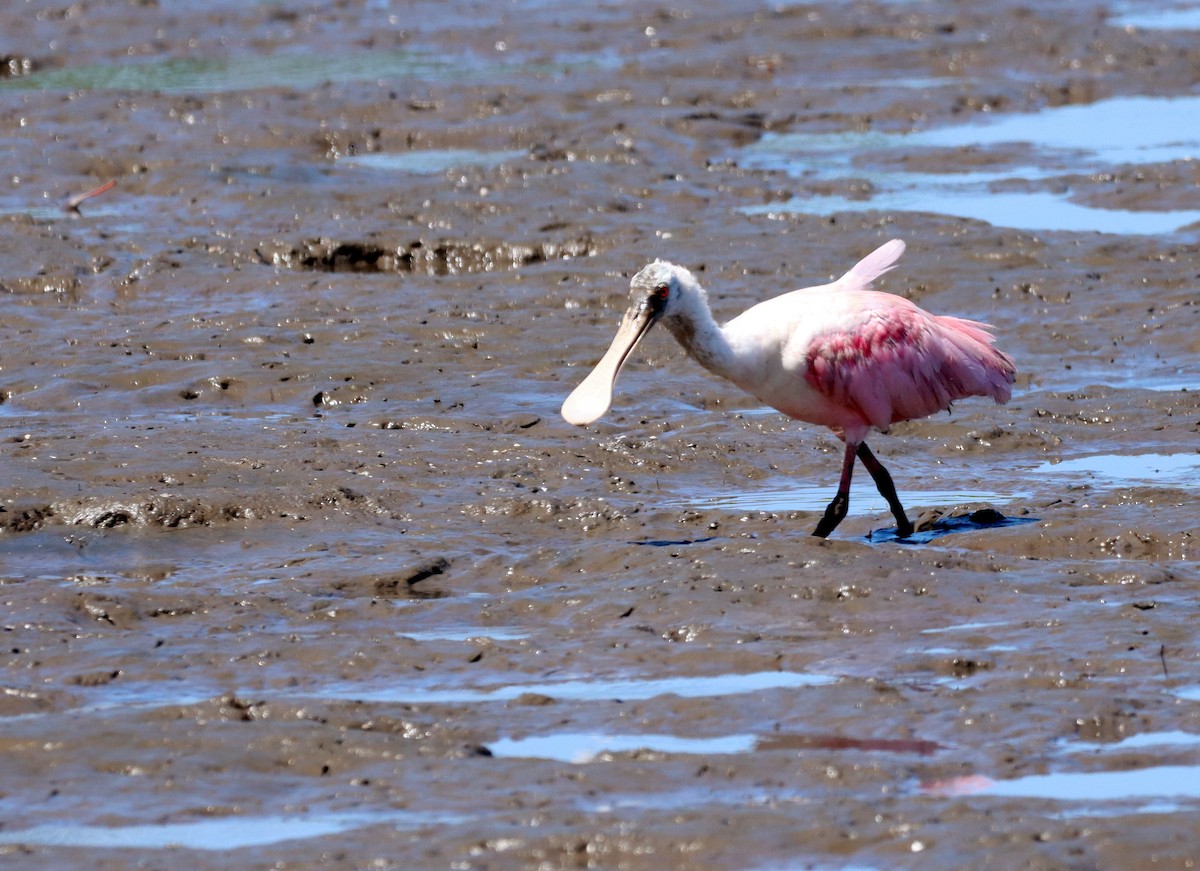 Roseate Spoonbill - ML626423010