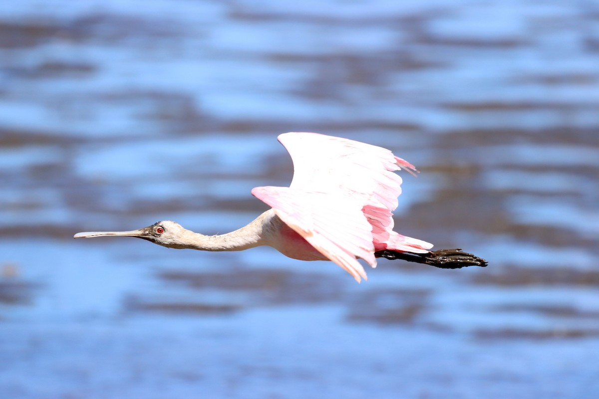 Roseate Spoonbill - ML626423012
