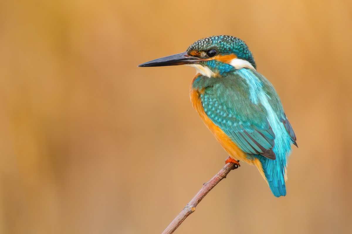Common Kingfisher - Kubilay Yakup Kaplan