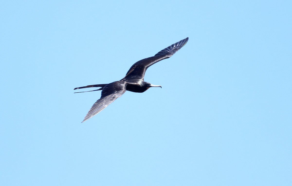 Magnificent Frigatebird - ML626423059