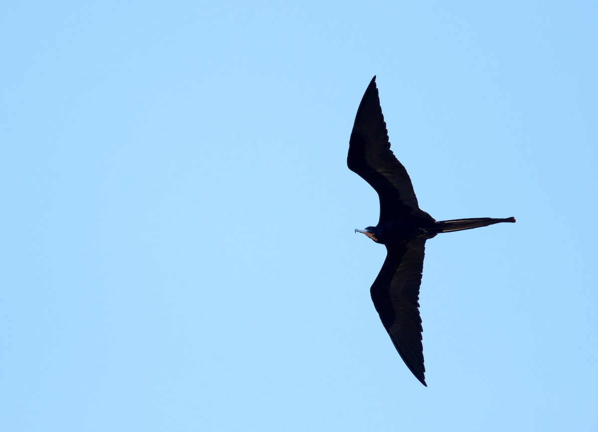 Magnificent Frigatebird - ML626423060