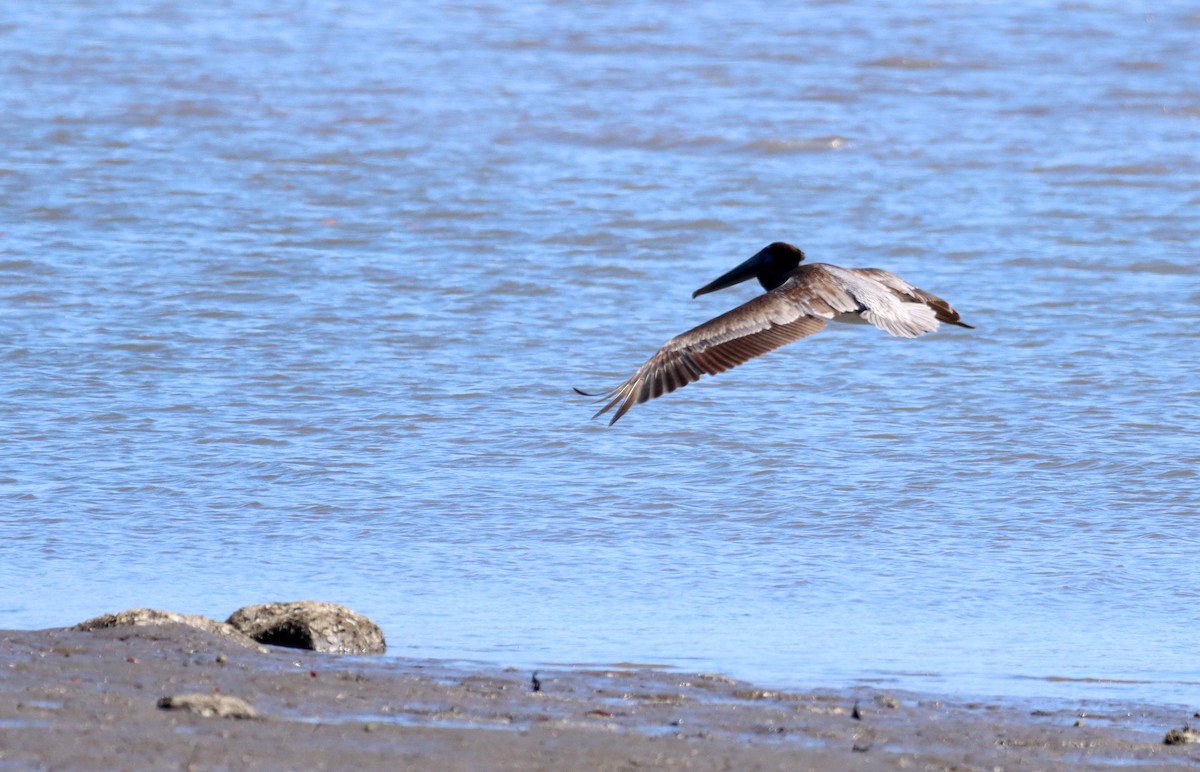 Brown Pelican - ML626423081