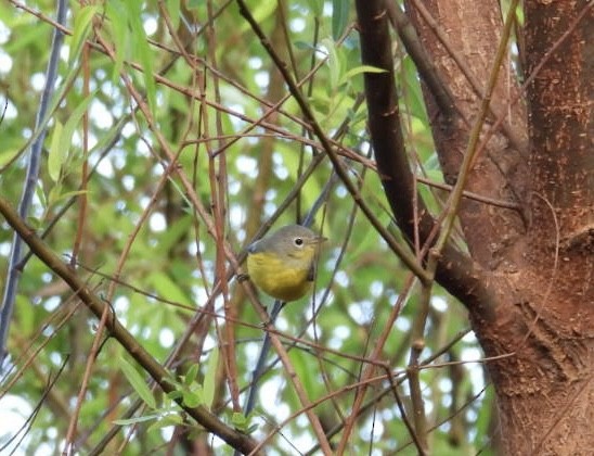 Magnolia Warbler - ML626423082
