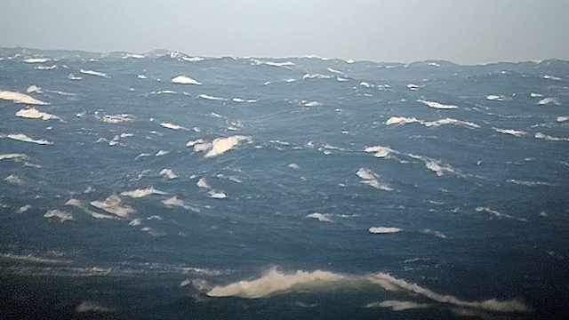 Pétrel à col blanc - ML626423210